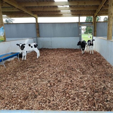 goat shed, farming building, pole shed, waikato shed, farm shed nz, build waikato, sheds nz