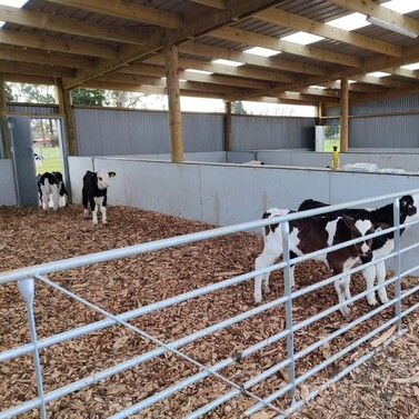 goat shed, farming building, pole shed, waikato shed, farm shed nz, build waikato, sheds nz