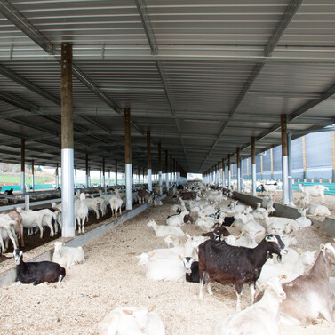 goat shed, farming building, pole shed, waikato shed, farm shed nz, build waikato, sheds nz