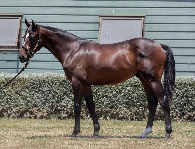 Lot 1000 ex Ballacara, one of two $80,000 colts by wrote sold in Book 2 - Photo: Highview