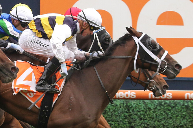 Daqiansweet Junior will represent Highview Stud in Tuesday's Gr.1 Melbourne Cup (3200m) at Flemington.  - Photo: Bruno Cannatelli