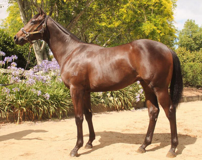Mongolian Lightning as a Yearling