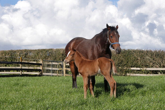 A filly foal by Mr Mozart out of Qdos - Photo: Trish Dunell