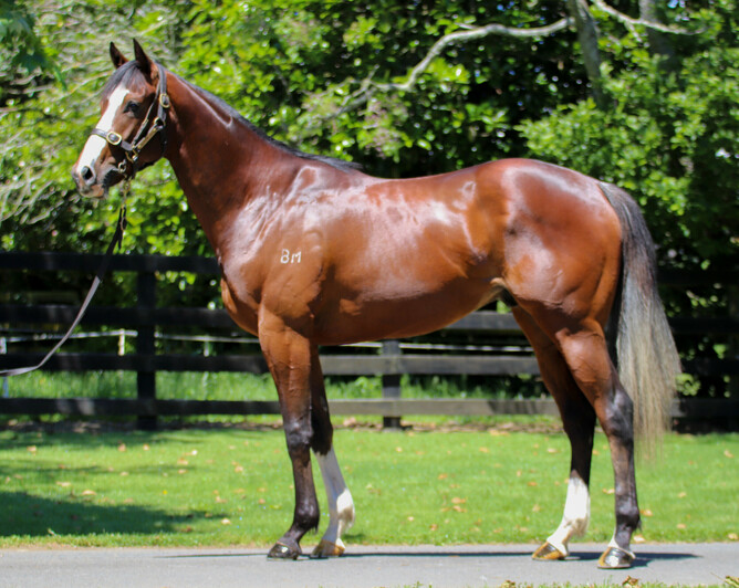 Morpheus Bragi (Wrote) pictured at Highview prior to last year's NZB Ready To Run Sale.