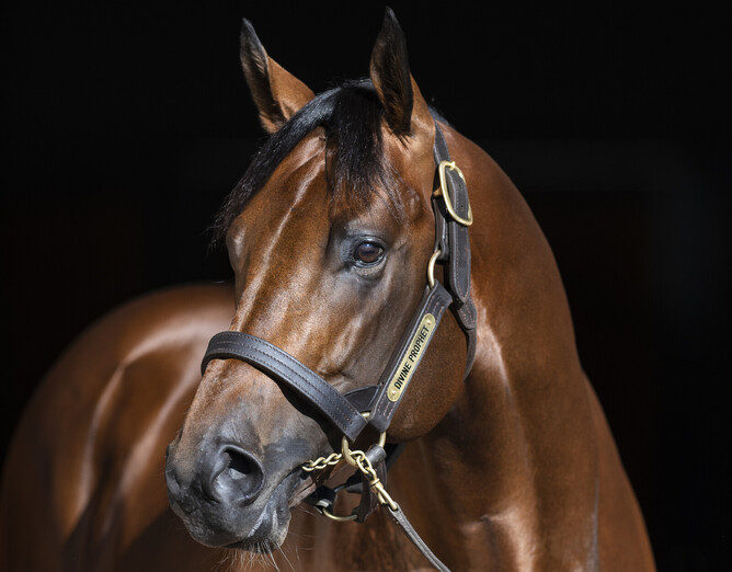 Divine Prophet sire of See You In Heaven - Photo: Bronwen Healy