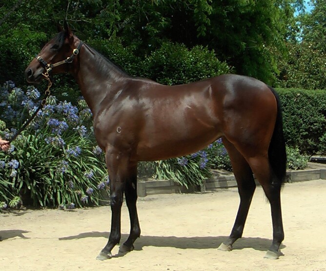 Gamay pictured as a yearling at Highview - Photo: Highview