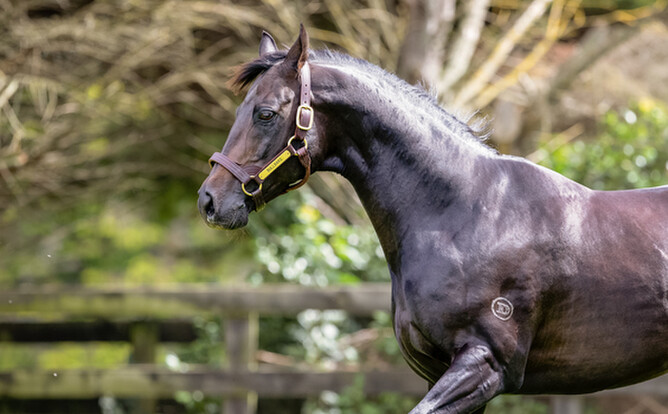 Bullbars pictured at Highview - Photo: Lesley Warwick