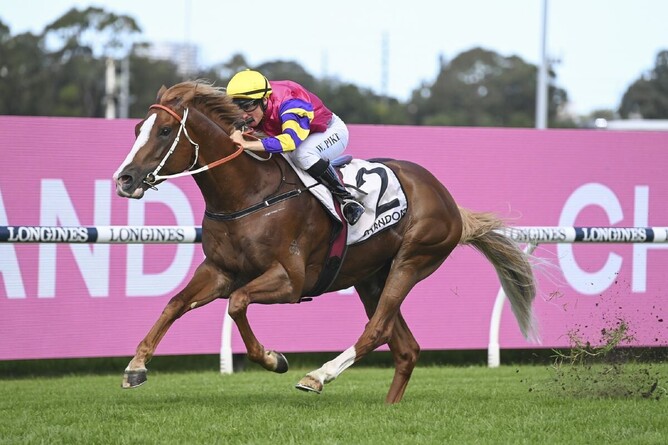 Mr Mozart, a high-class son of Snitzel, will stand at Highview Stud - Photo: Bradley Photography