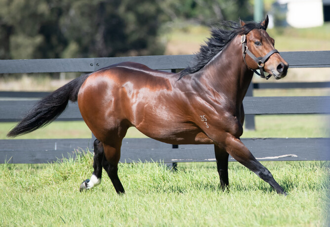 Divine Prophet, headlines the Highview Roster in 2023