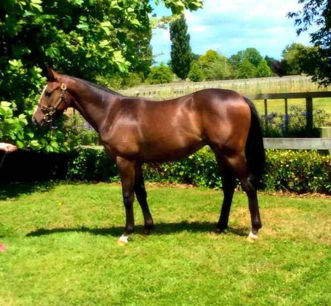 Compassion Star As A Yearling
