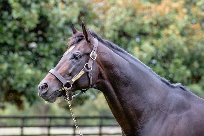 Wrote pictured at Highview - Photo: Lesley Warwick