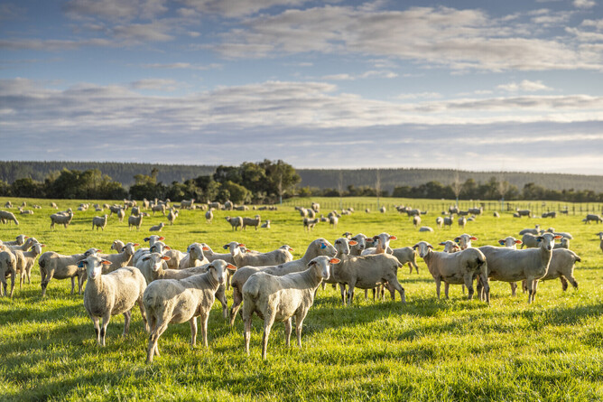 Maui Milk's Southern Cross™ dairy sheep