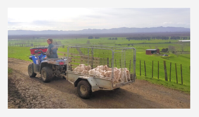 Roxane assisting at a Maui Milk supply farm.