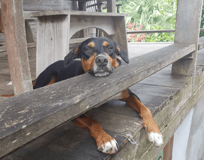 Crayfish Bay, Grenada