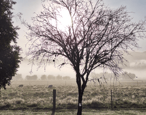 Stanley Brook, Tapawera, New Zealand