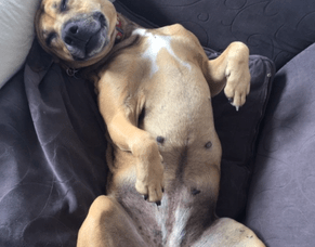 Happily Furever After - Lilica &amp; Whanau