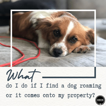 What do you do if you find a dog, or it wanders onto your property?