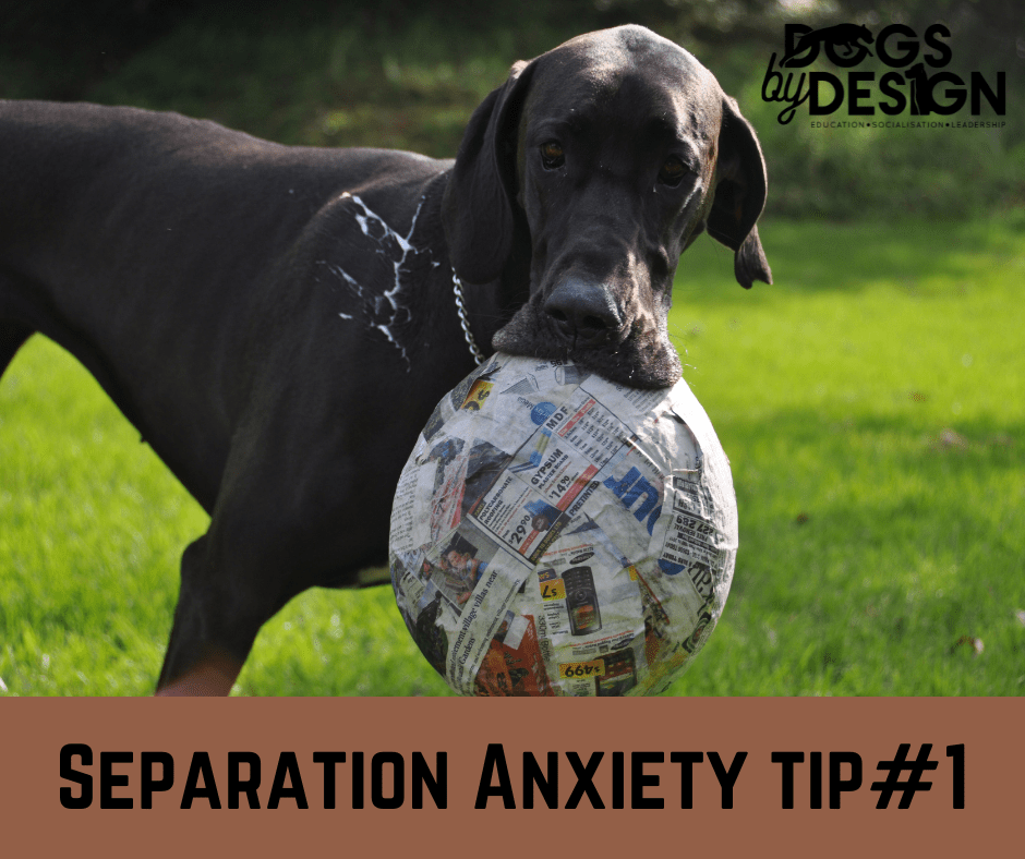 Separation Anxiety in Dogs Tips & Tricks