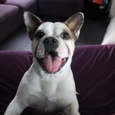 DONATE VIA BANK ACCOUNT - Acct Name: Chained Dog Rehabiliatation and RehomingAcct No: 03 1556 0180187 00