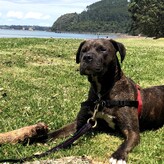 SPONSOR A DOG - Fill out our Sponsorship Form and provide regular donations to dogs in our care