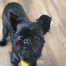 DONATE ITEMS WE NEED - Click picture to contact us and see what we require right now.This might be for the dogs or for raffles/auctions.