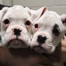 PURCHASE ITEMS IN OUR ONLINE SHOP - Click pic and buy items so you can not only represent CDRRNZ, but help us raise money too.