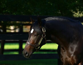 So You Think: one of a kind