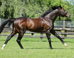 Hall of Fame to benefit from high-quality stallion nominations