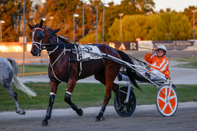 Could Sacred Mountain get a TAB Trot colt? - Photo: Angelique Birdson