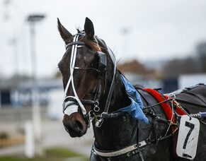 Final horse confirmed for $1m Race by Grins