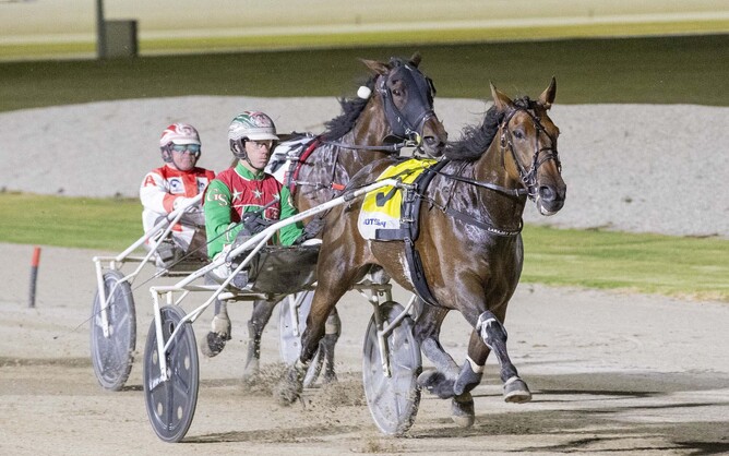 TAB Trot contender Just Believe - Photo: Stuart McCormick