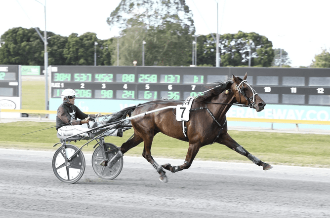Bolt for Brilliance will sadly miss the TAB Trot - Photo: Chanelle Lawson