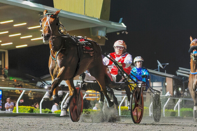 TAB Trot contender Queen Elida - Photo: Dan Costello