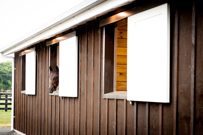 Horse in stable at Waikato Equine Veterinary Centre