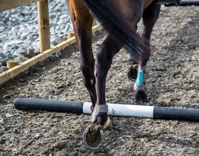 Everything arenas. Summer vs Winter challenges