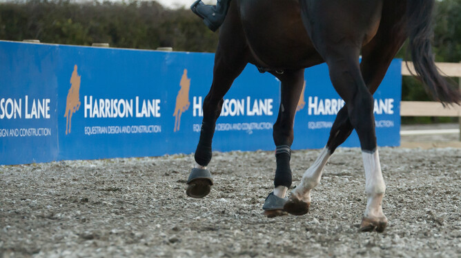 Bay horse trots along GGT Fibre surface with Harrison Lane signs in the background