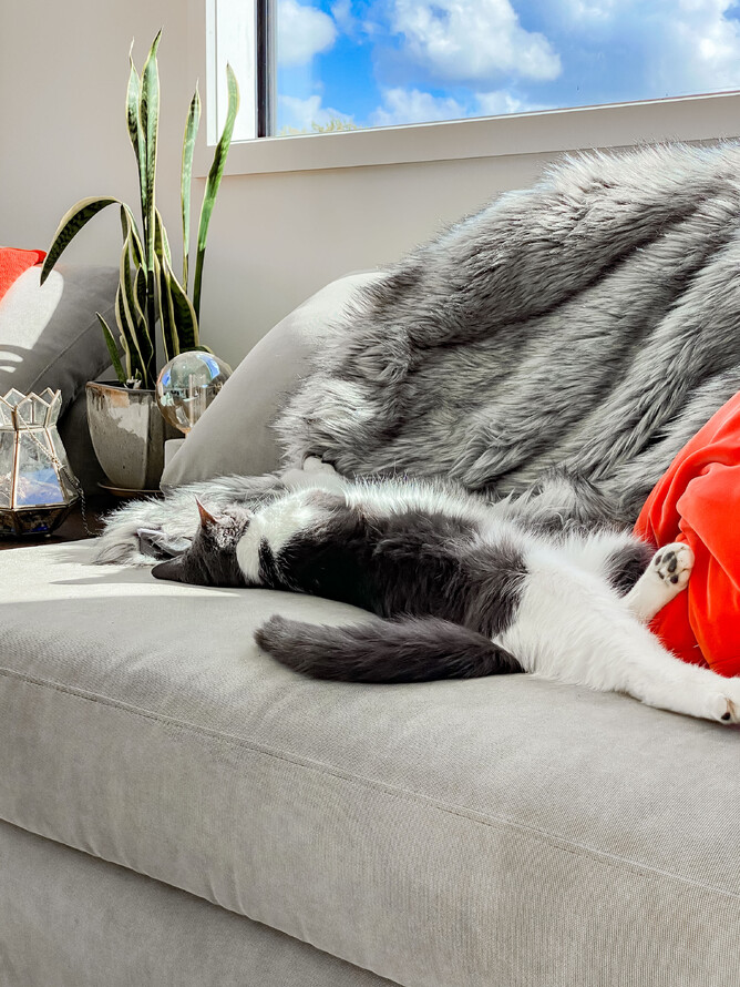 The cat enjoying the afternoon sun in the living room