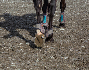You&#039;re invited to celebrate the new Ebb &amp; Flow arena at Abderry Equine Services