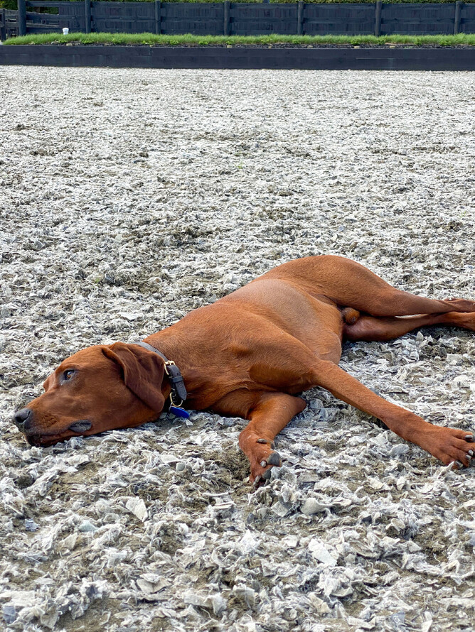 Dog lying on Ebb and Flow arena surface