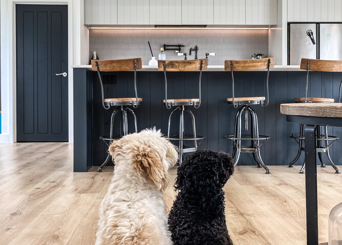 Family dogs enjoy the open plan living area