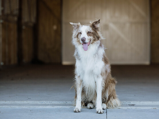 North Ridge Stud's resident furbaby 