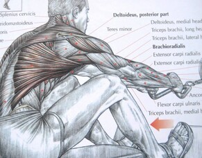 Exercises for Low Back Pain do not work!!!!!