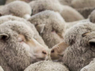 Merino sheep on the SkyScape high-country station