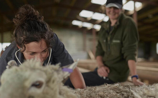 sheep stud selection