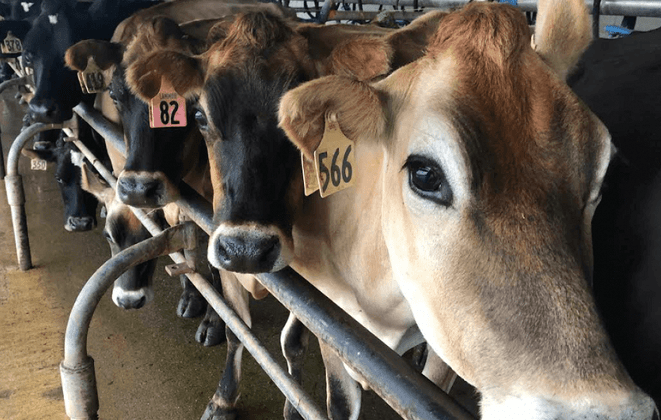 anti-inflammatory drugs in dairy cows