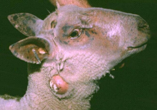 cheesy gland in sheep