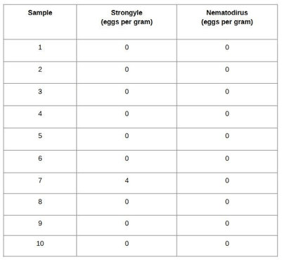 A post-drench check on lambs.