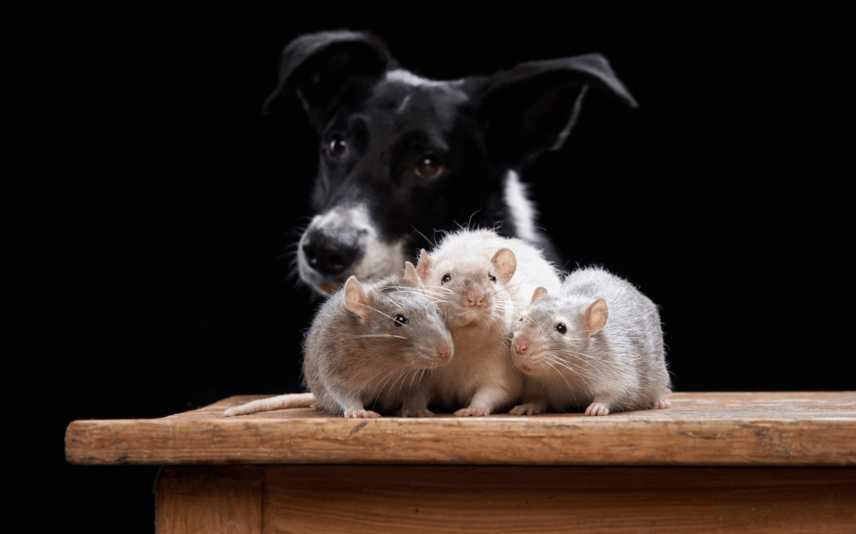 Pet Poison: Rat Bait