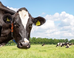 Data helps us see it, advice helps us fix it