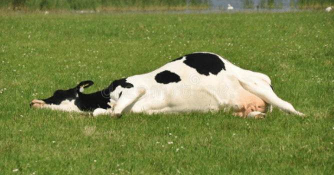 down cow